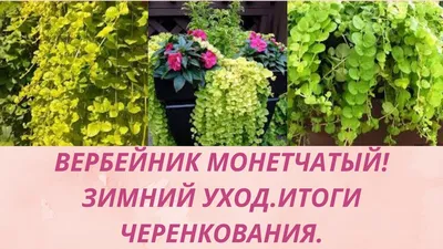 Вербейник монетчатый видовой: купить недорого с доставкой — Крокус-ВЛ