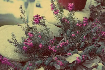 вереск Вереск Snowy Vulgaris Vulgaris вереска покрытое с снегом Стоковое  Изображение - изображение насчитывающей пурпурово, природа: 110851655