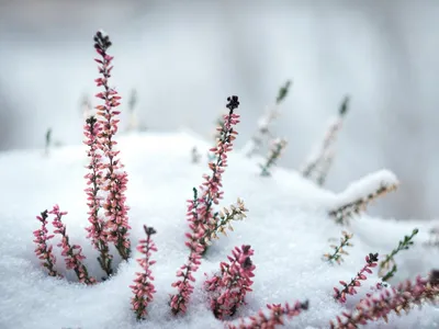 Вереск зимой (69 фото) - 69 фото