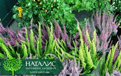 Вереск обыкновенный микс Calluna vulgaris mix 20/10 — цена в LETTO