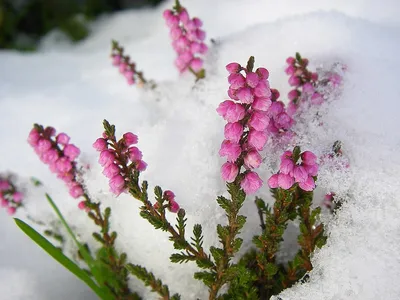 Вереск обыкновенный Calluna vulgaris