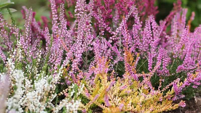 ФОТО. Осень богата на краски — в Национальном ботаническом саду в  Саласпилсе цветет вереск