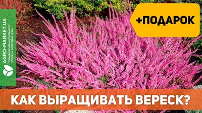 Фотокаталог растений: Вереск обыкновенный (Calluna vulgaris)