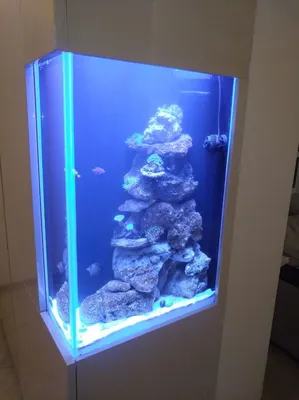 Вертикальный морской аквариум | Аквариум, Морские аквариумы
