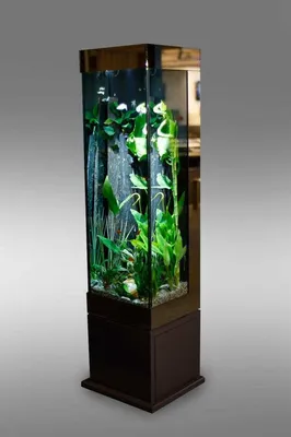 Вертикальный аквариум: как установить и каких рыб поселить — Стройка Волка
