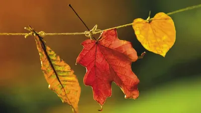 Рисунок Осень-весёлая пора! - «Осенняя пора - очей очарованье...»  (№67604-18.11.2023 - 19:08)