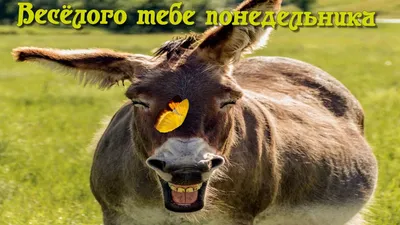 ВЕСЁЛОГО ПОНЕДЕЛЬНИКА !!!! - YouTube