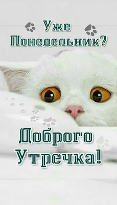 Прикольные открытки Доброе утро понедельника (75 картинок)