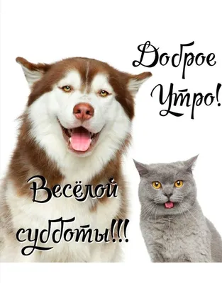 ВЕСЕЛОЙ СУББОТЫ!! | Субботы, Весело