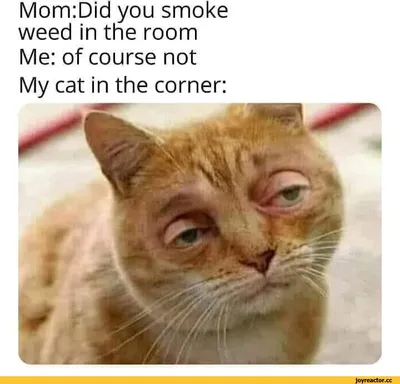 Mom:Did you smoke weed in the room Me: of course not My cat in the corner:  / картинка с текстом :: без перевода :: интернет :: котэ (прикольные  картинки с кошками) /