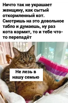 Без кота и жизни не та: смешные пушистики, которые вызывают радость и  умиление (15 фото) » Триникси