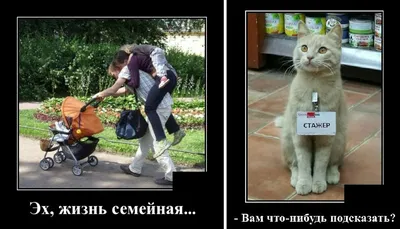 Смешные демотиваторы и семейная жизнь | Mixnews