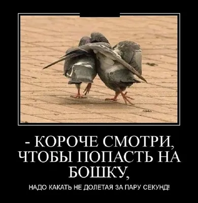 Смешные демотиваторы (25 картинок) от 11 июля 2018 | Екабу.ру -  развлекательный портал