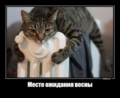 Весёлые демотиваторы на разные темы