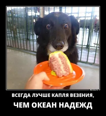 Мужчины У них можешь течь хоть откуда - они ведь мужчины! DEMOTIVATORS.RU /  смешные демотиваторы (ДЕЙСТВИТЕЛЬНО СМЕШНЫЕ новые лучшие демотиваторы со  смыслом 2011, demotivators смешно, демотивация, демативаторы, димативаторы  ) / смешные картинки
