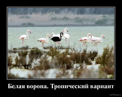 Деревенские красавцы! Смешные демотиваторы! | Сельские заметки | Дзен