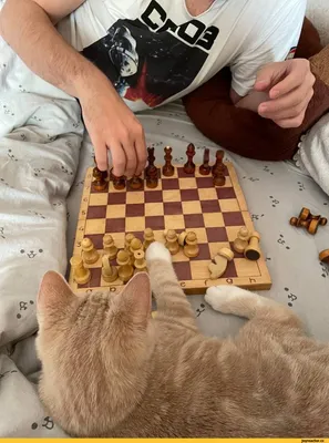 Весёлые шахматы - Дом Сказки