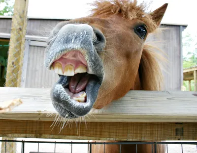 Веселые картинки с лошадьми фотографии