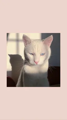 Pin oleh Дарья Целикова di Обои на телефон | Gambar kucing lucu, Anak  kucing lucu, Gambar hewan lucu