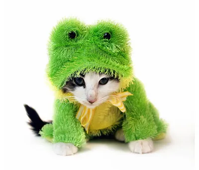 Обои для рабочего стола животное коты лягушка униформе Взгляд