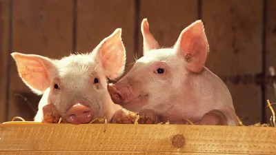 Мифы о стерилизации: 8 популярных заблуждений о кастрации домашних животных