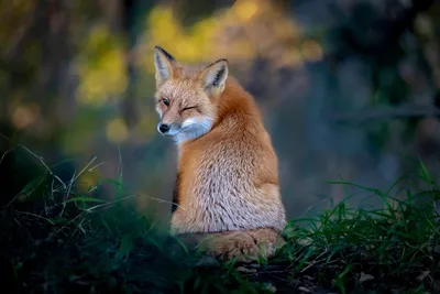 Самые смешные фотографии животных Comedy Wildlife Photography Awards 2022 |  Пикабу