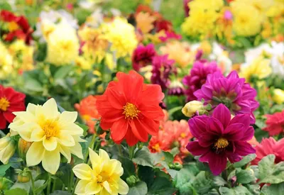 Красивые цветы Криповая смешная …» — создано в Шедевруме