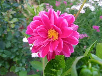 Семена георгина \"Веселые ребята\" / цветы купить по цене 37 ₽ в  интернет-магазине KazanExpress