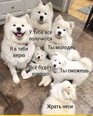 Весёлые Новости