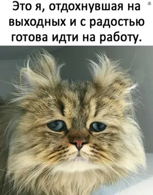 Веселые выходные в ТРК \"НЕБО\"! - Небо