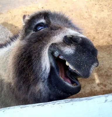 10 уморительных фото животных, которые рассмешат до слез | OBOZ.UA