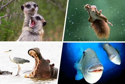 Картинки по запросу смешные картинки с надписями скачать онлайн бесплатно |  Животные, Смешные фото животных, Смешно