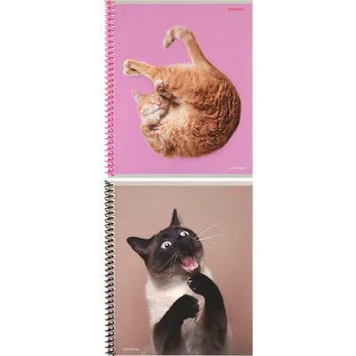 Веселые кошки картинки фотографии