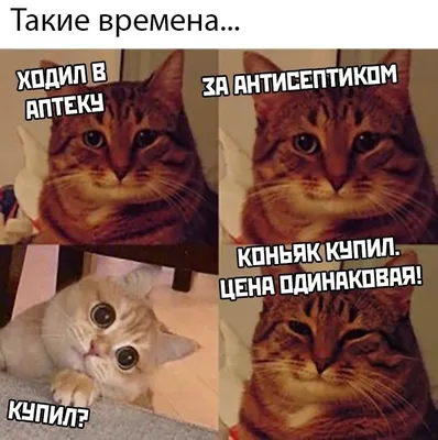 Самые смешные мемы