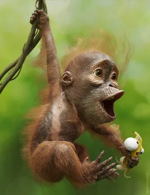 Веселая обезьянка - 75 фото