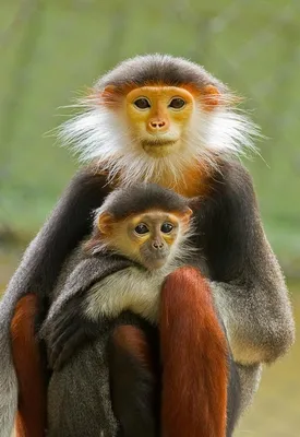 Фото Две смешные обезьянки, мама и ее детеныш