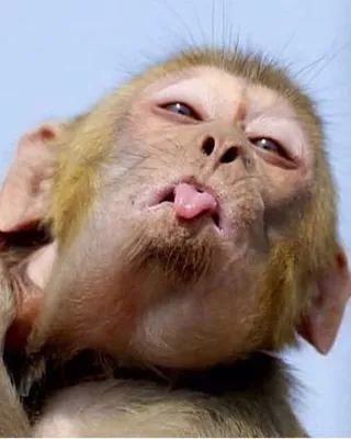 Fastest and easy online meme generator :) | Веселые обезьяны, Животные,  Смешные фотографии животных