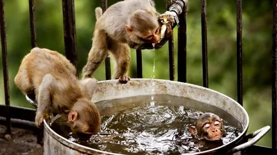 Онлайн пазл «Осторожно обезьянки»