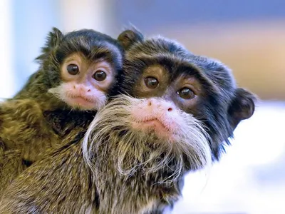 Весёлые обезьянки вблизи! 🐒 ⠀ Рассматривайте этих забавных зверушек на  здоровье 🤗 ⠀ Энергичные и веселые обезьянки для самых классных… | Instagram