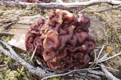 Весенние грибы фото фотографии