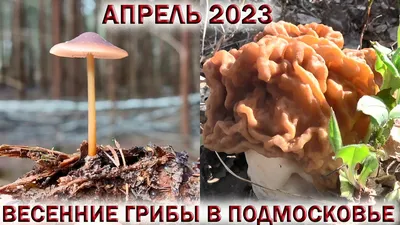 Первые съедобные грибы найдены в Ленобласти | Blog Fiesta