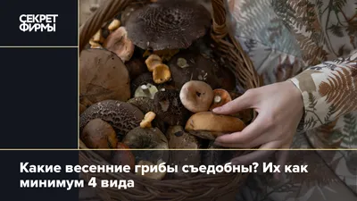 Первые весенние грибы 2020. Саркосцифа алая. Собираю и готовлю. - YouTube