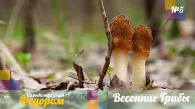 весенние грибы саркоксифа астрия в лесу. грибы похожи на красную чашку  Стоковое Изображение - изображение насчитывающей грибок, гриб: 278582837