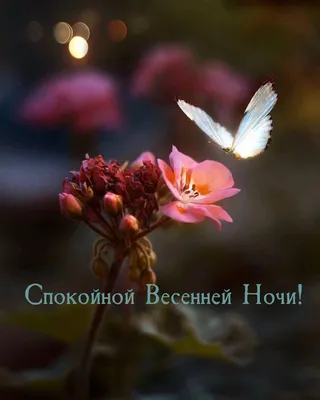 Весенние открытки \"Спокойной ночи!\" (254 шт.)