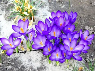 Первые весенние цветы 2022 | Пикабу