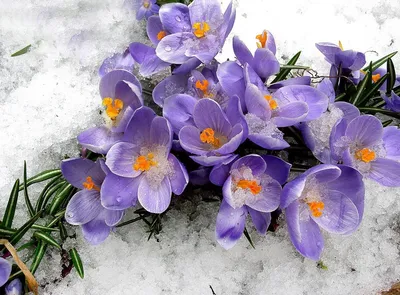 красивые весенние цветы на фоне бумаги Стоковое Фото - изображение  насчитывающей зеленый, пурпурный: 216942398