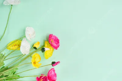 Подснежники. Первые весенние цветы - подснежники. Какие они свежие, яркие,  голубые! Они пробились сквозь снег,лёд на встречу солнцу. Stock Photo |  Adobe Stock
