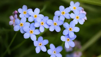 Снимаем весенние цветы