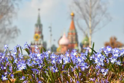 Весенние цветы» — новые мини-курсы Ксении Галицкой. Блог школы рисования