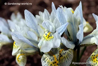 Картина Весенние цветы ᐉ Кожуховская Юлия ᐉ онлайн-галерея Molbert.